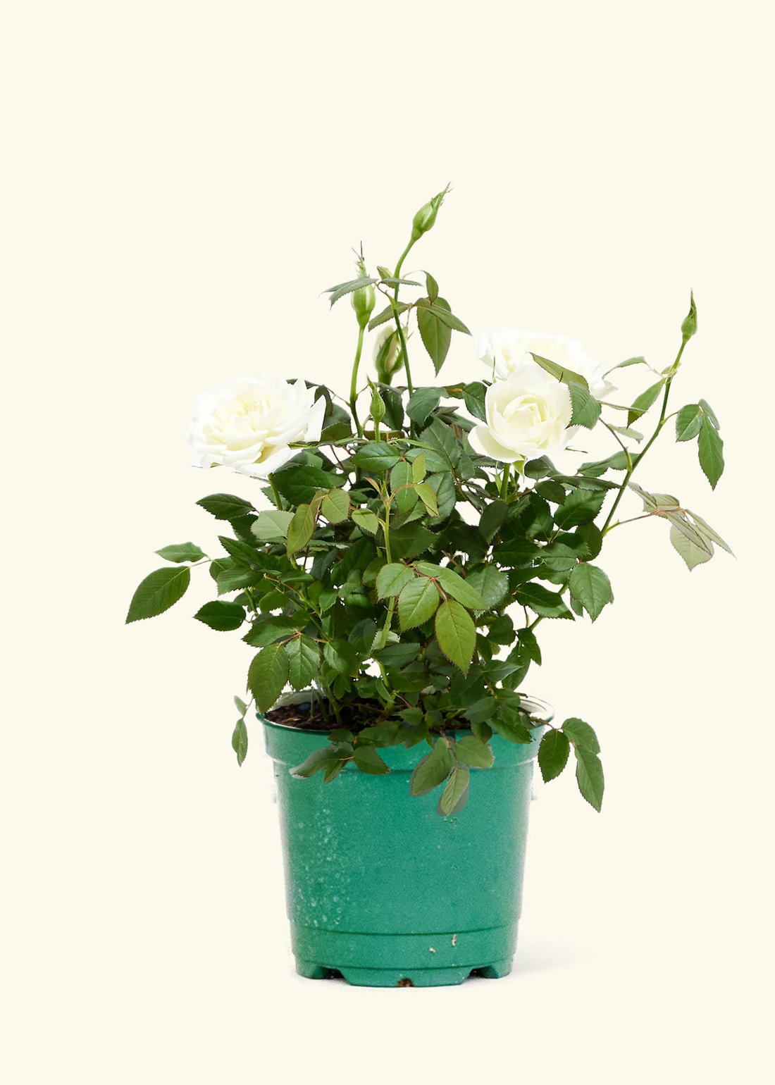 White Mini Rose, Small