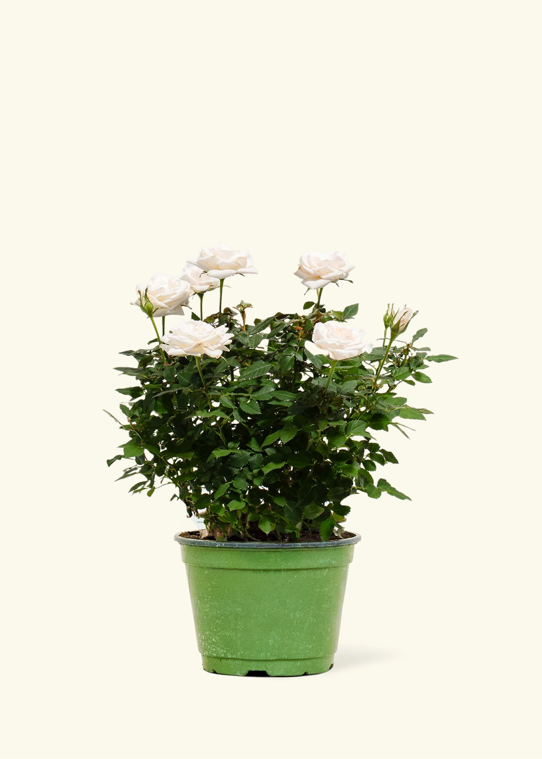 White Mini Rose