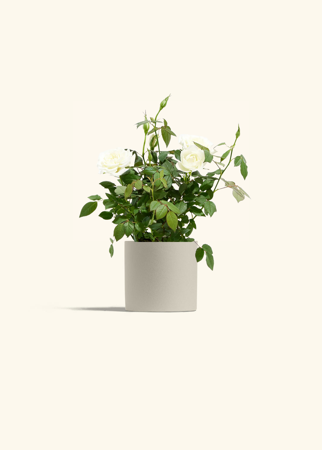 White Mini Rose, Small