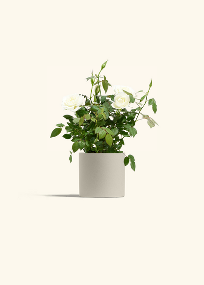 White Mini Rose, Small