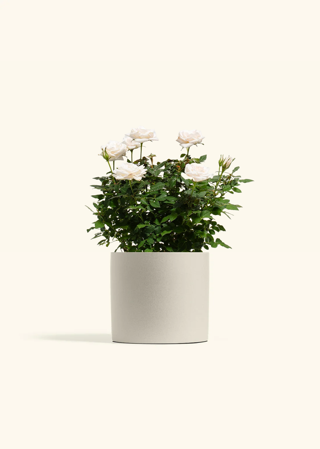 White Mini Rose