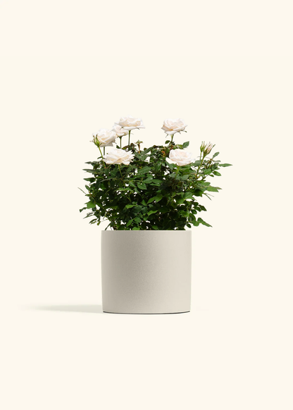 White Mini Rose, Medium