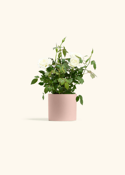 White Mini Rose, Small