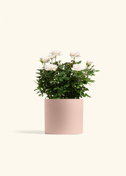 White Mini Rose, Medium