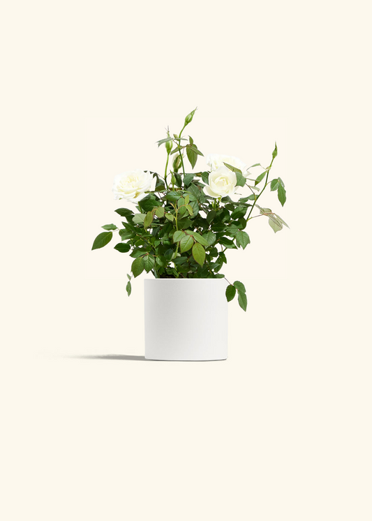 White Mini Rose, Small
