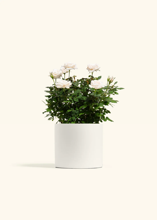White Mini Rose, Medium
