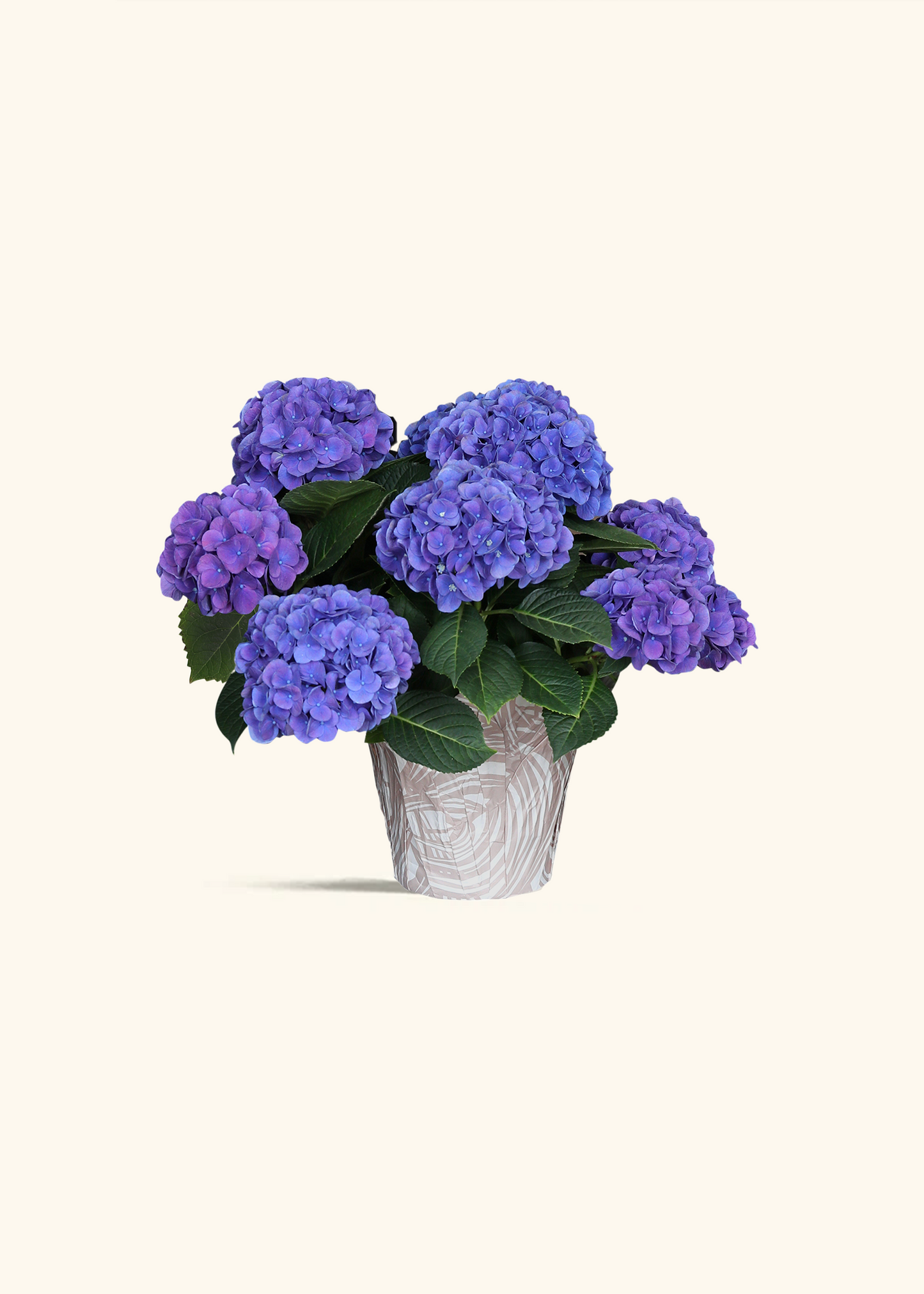 Blurple Hydrangea