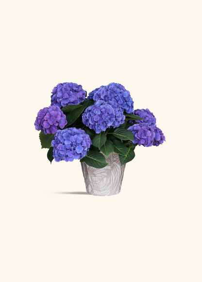 Blurple Hydrangea