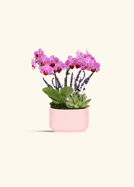 Pink Orchid & Succulent Garden