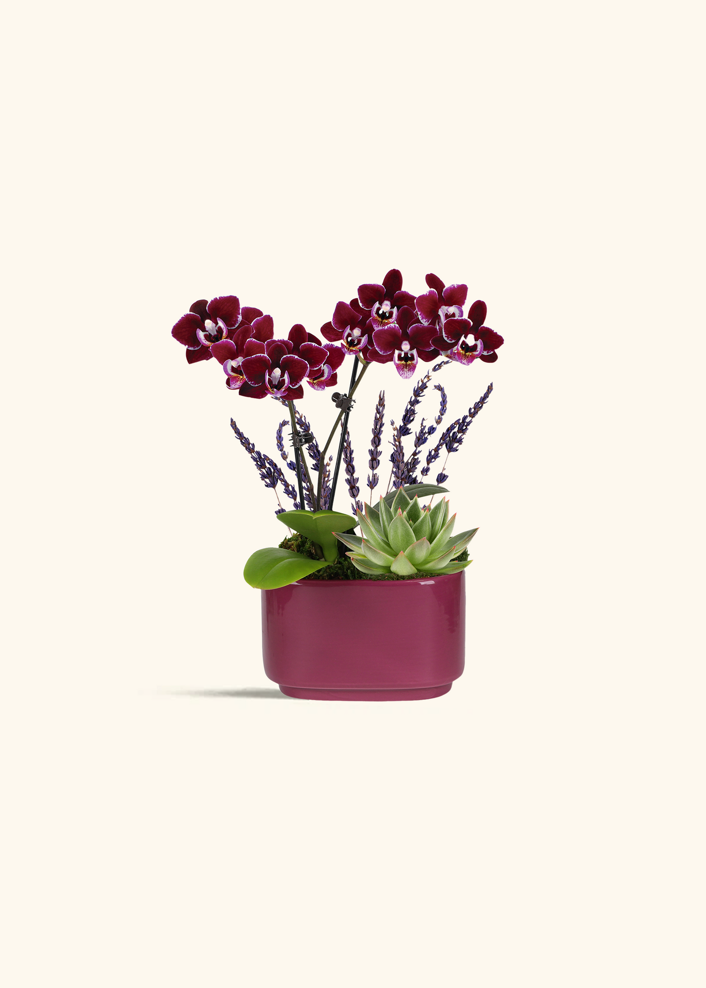 Purple Orchid & Succulent Garden