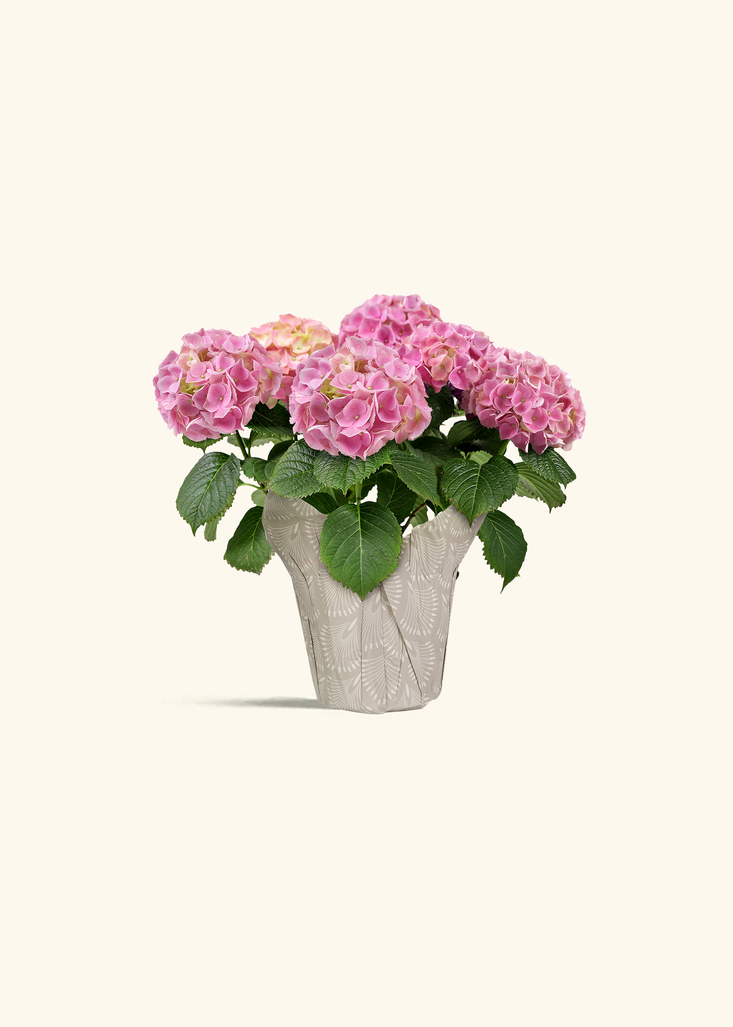 Pink Hydrangea