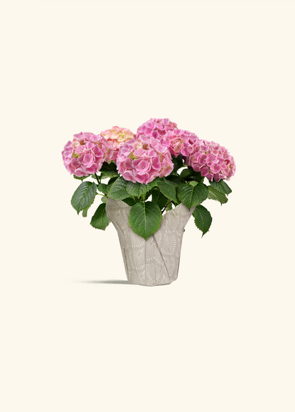 Pink Hydrangea