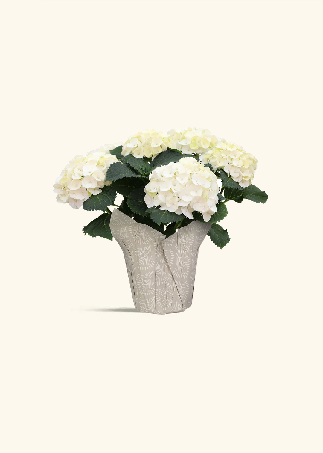 White Hydrangea