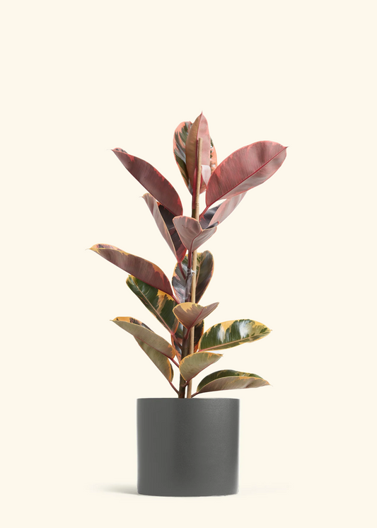 Ruby Rubber Tree, XL