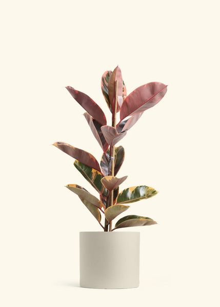 ruby plant indoor Ficus Ruby (Ficus elastica 'Ruby') – Hey Rooted