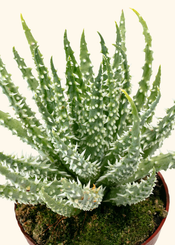 Aloe humilis (Hedgehog or Spider Aloe)