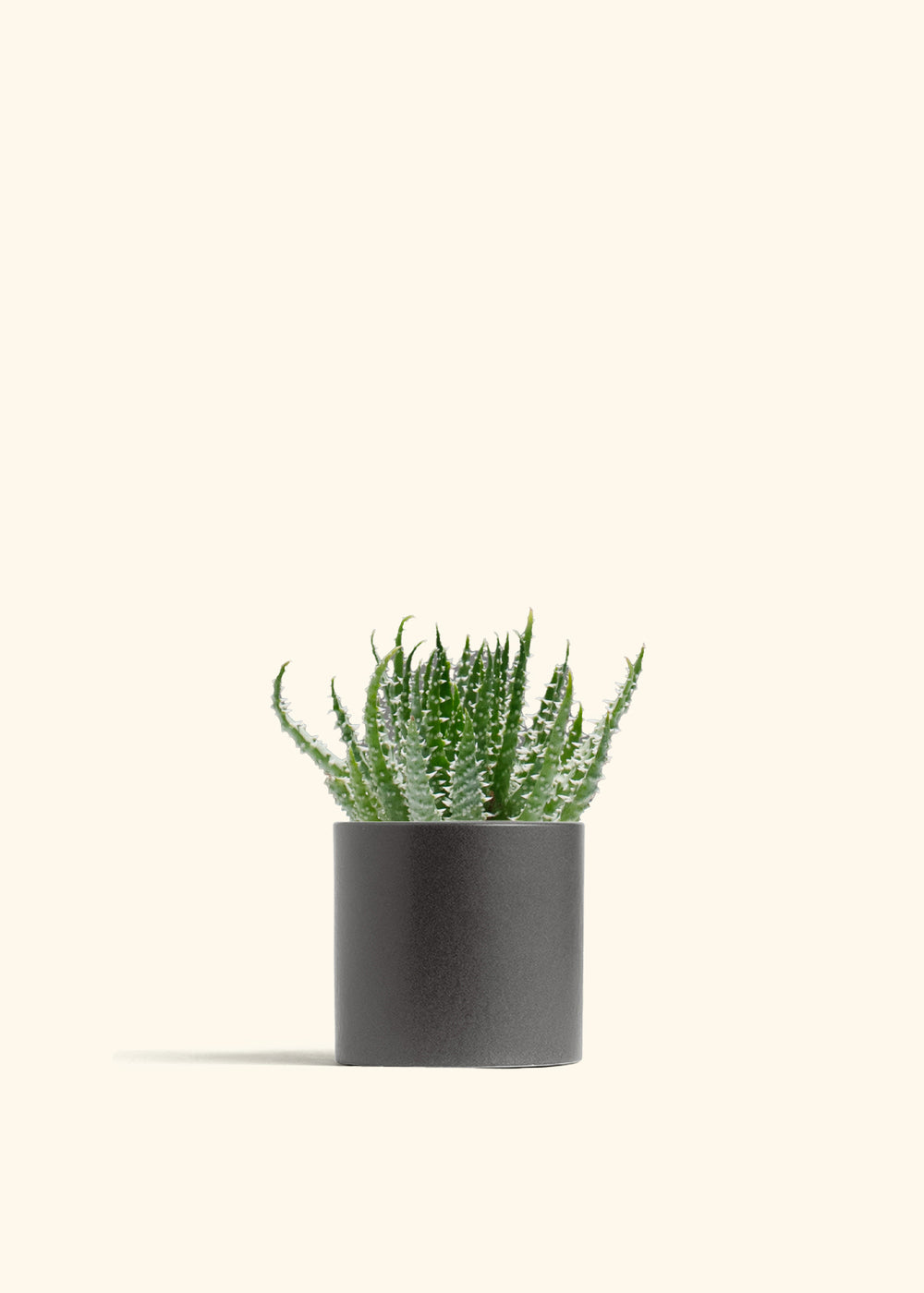 Aloe humilis (Hedgehog or Spider Aloe)
