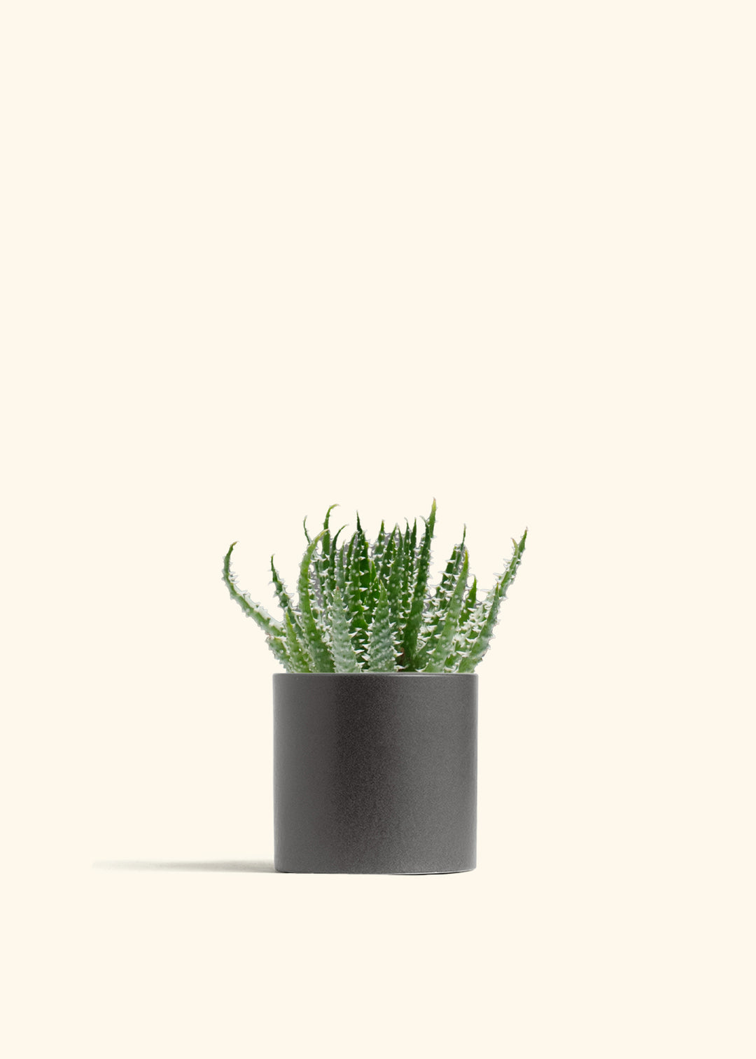 Aloe humilis (Hedgehog or Spider Aloe)