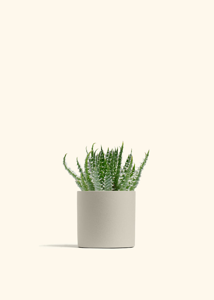 Aloe humilis (Hedgehog or Spider Aloe)