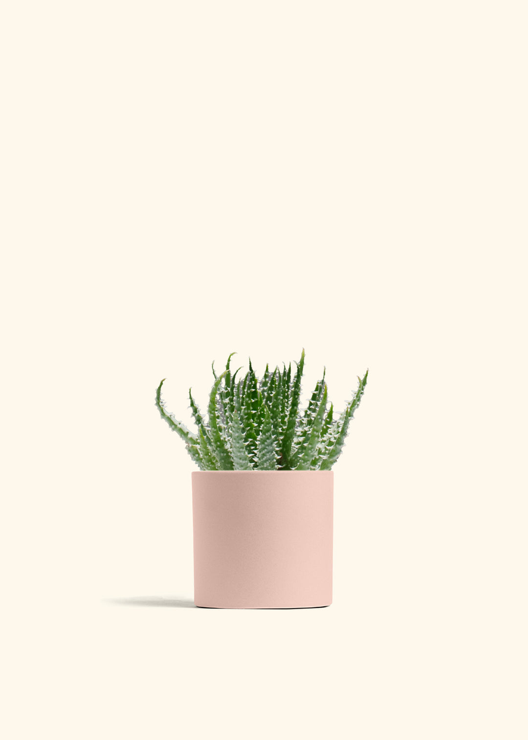 Aloe humilis (Hedgehog or Spider Aloe)