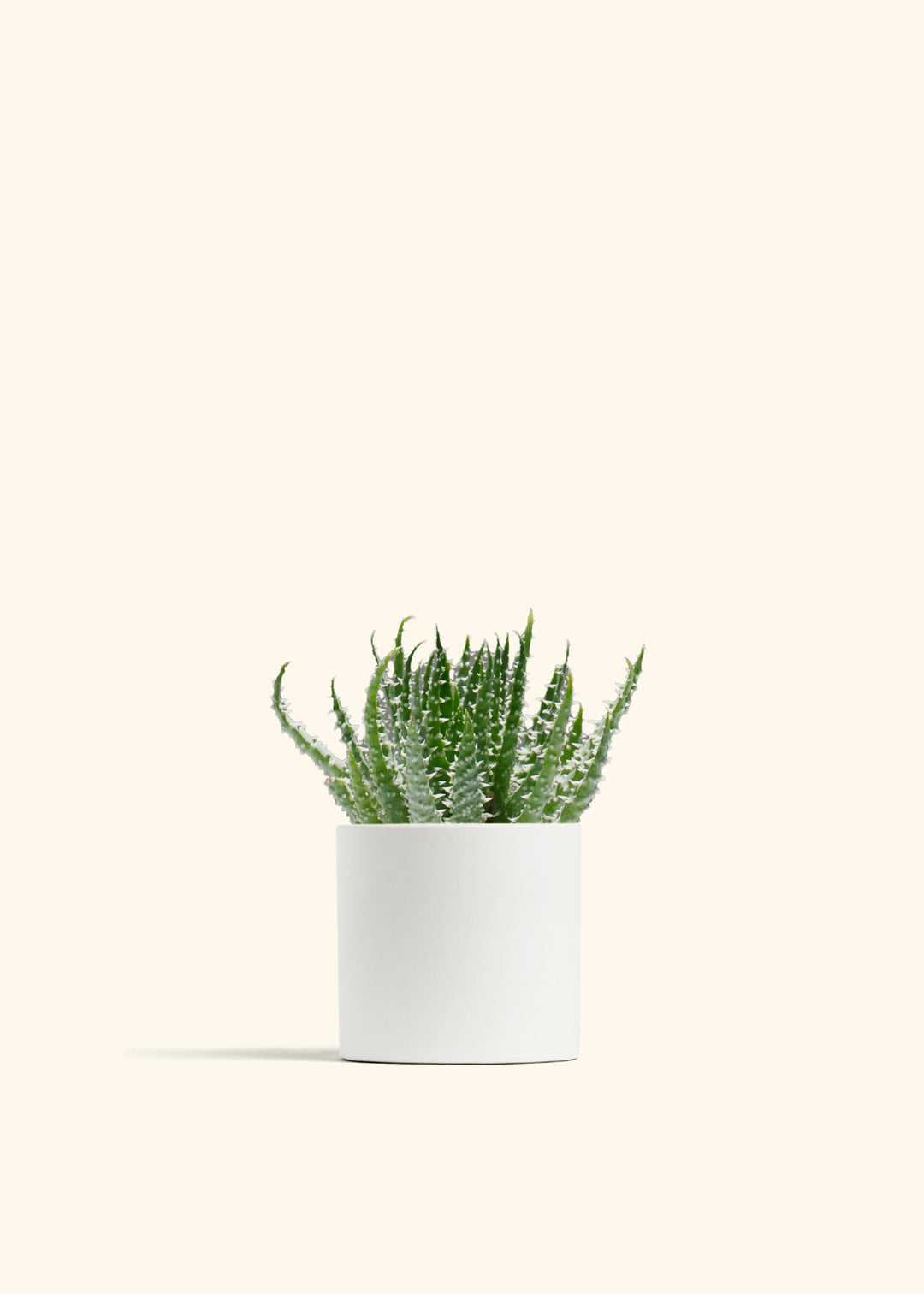 Aloe humilis (Hedgehog or Spider Aloe)