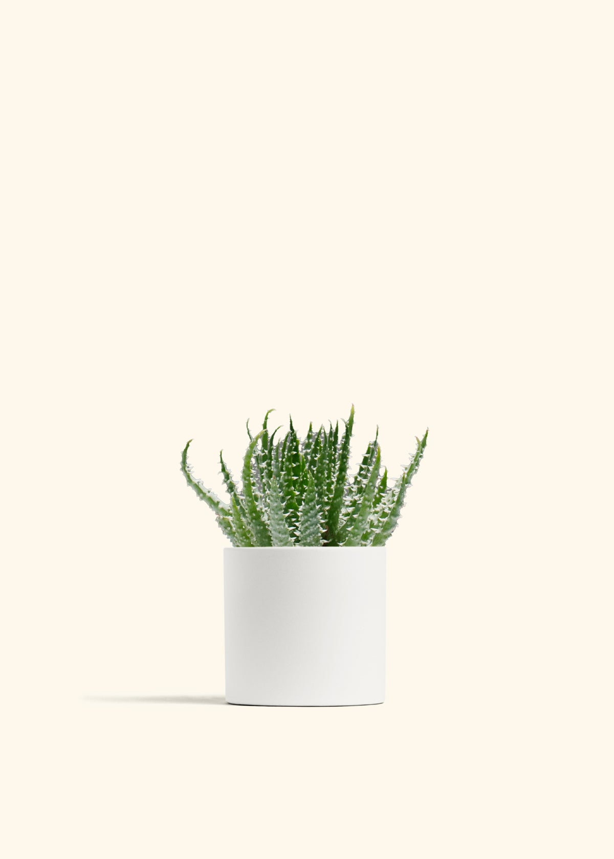 Aloe humilis