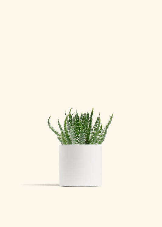 Aloe humilis