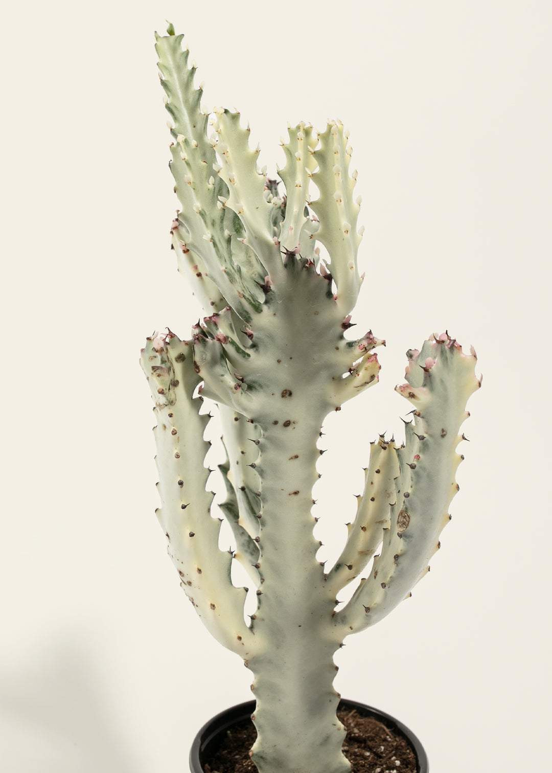 White Ghost Cactus