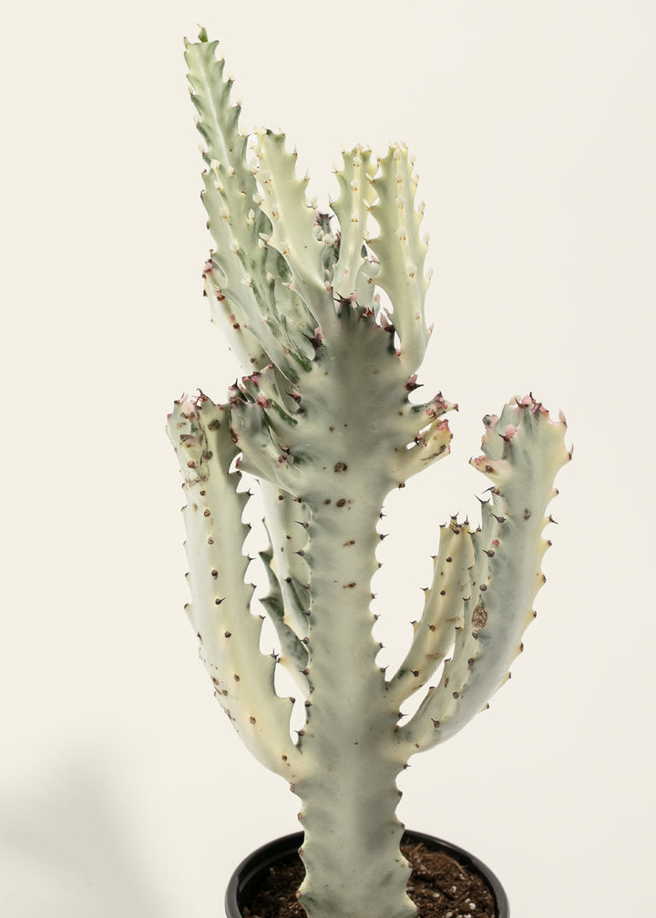 White Ghost Cactus