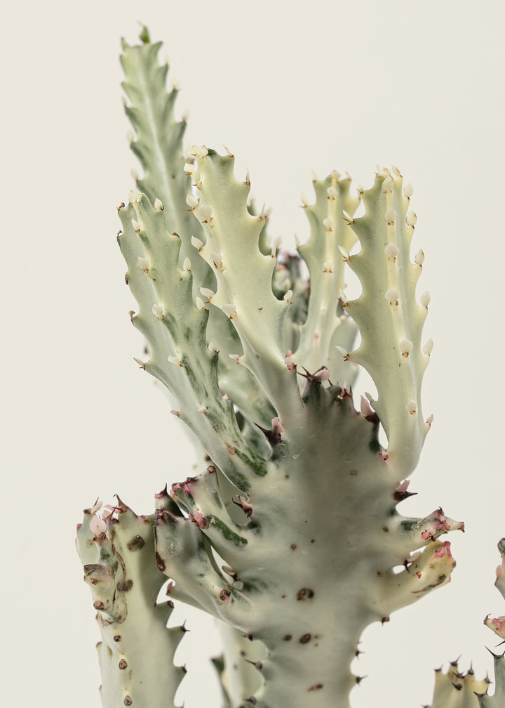 White Ghost Cactus