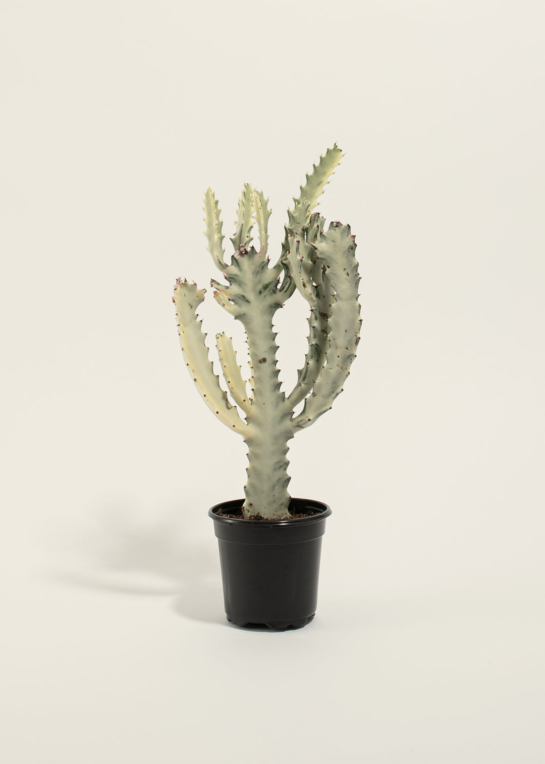 White Ghost Cactus