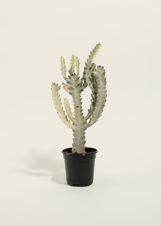 White Ghost Cactus