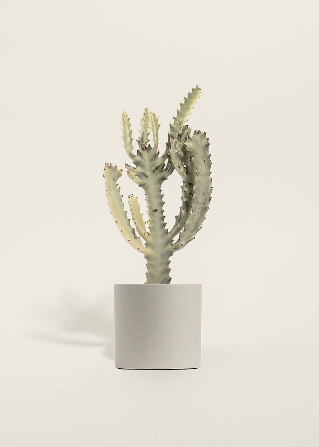 White Ghost Cactus