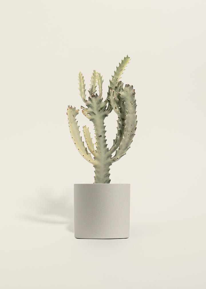 White Ghost Cactus