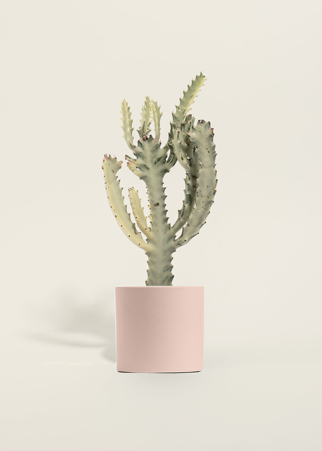 White Ghost Cactus