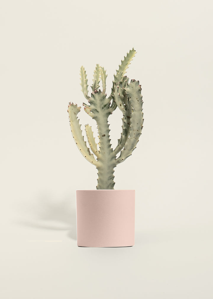 White Ghost Cactus