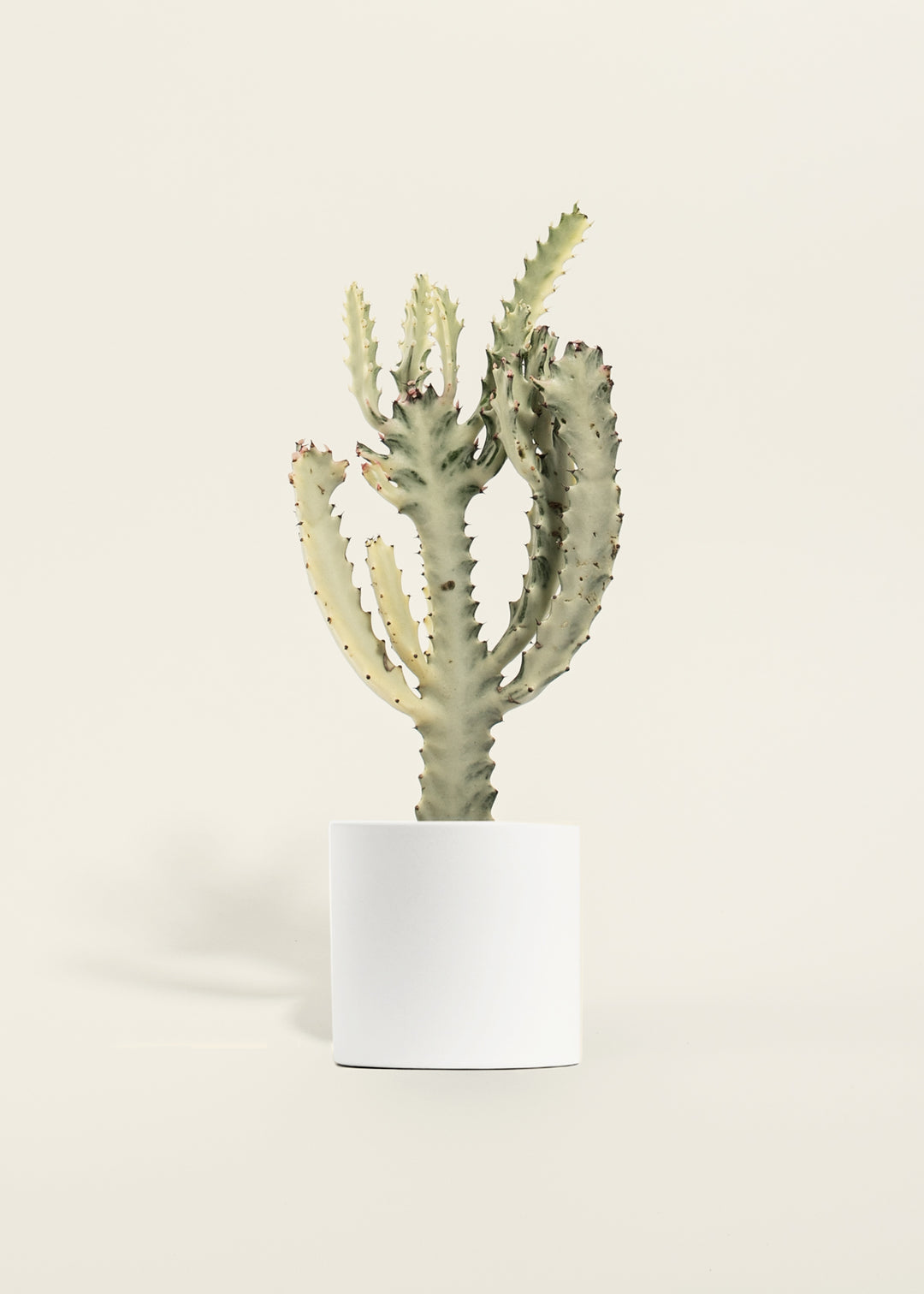 White Ghost Cactus