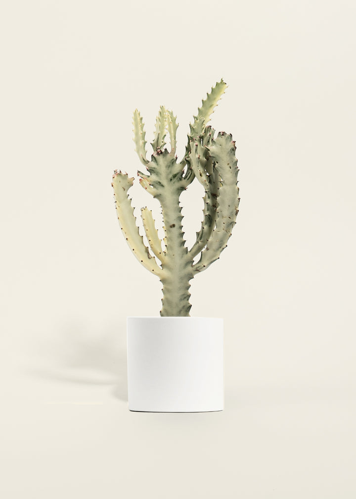 White Ghost Cactus
