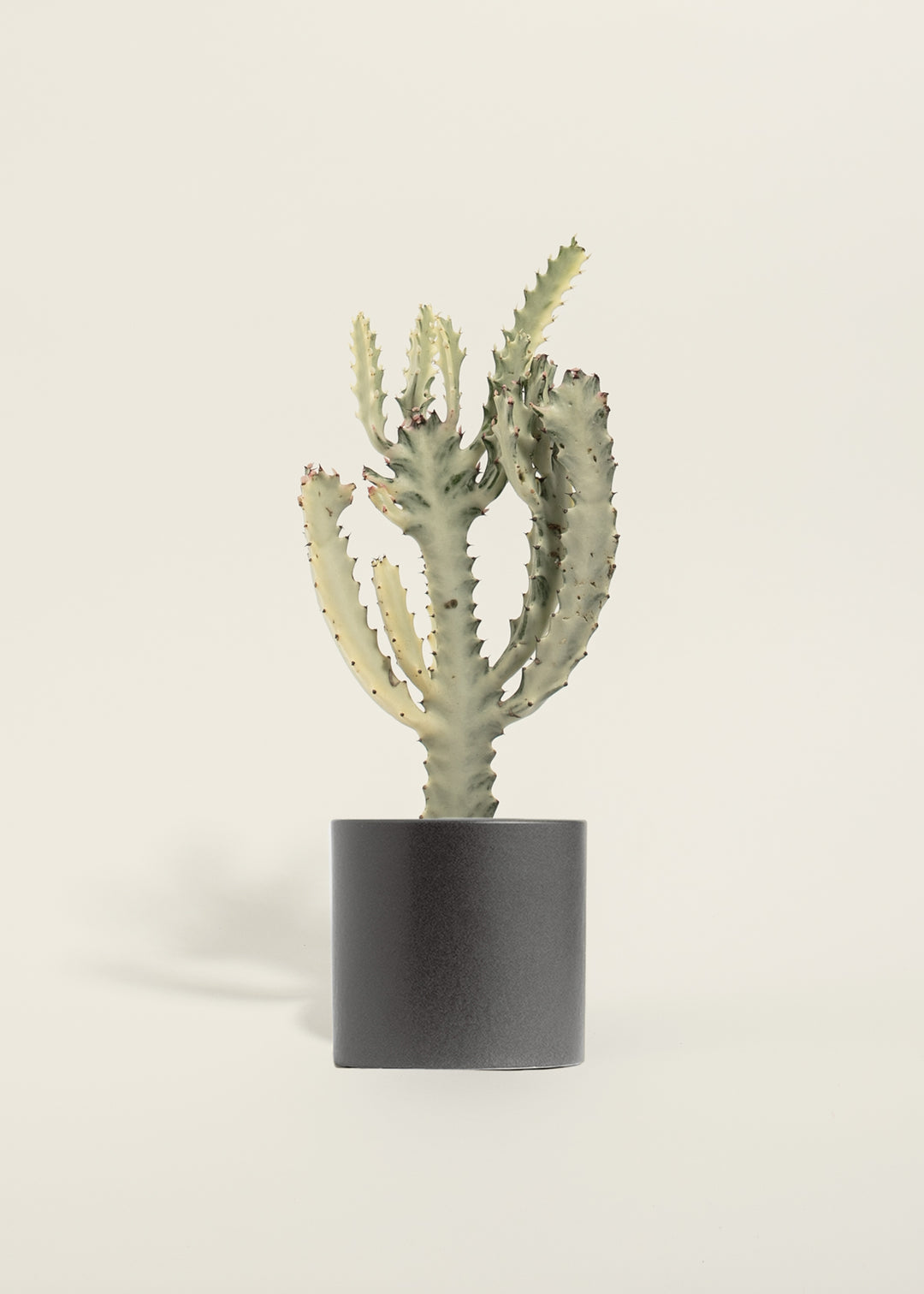 White Ghost Cactus