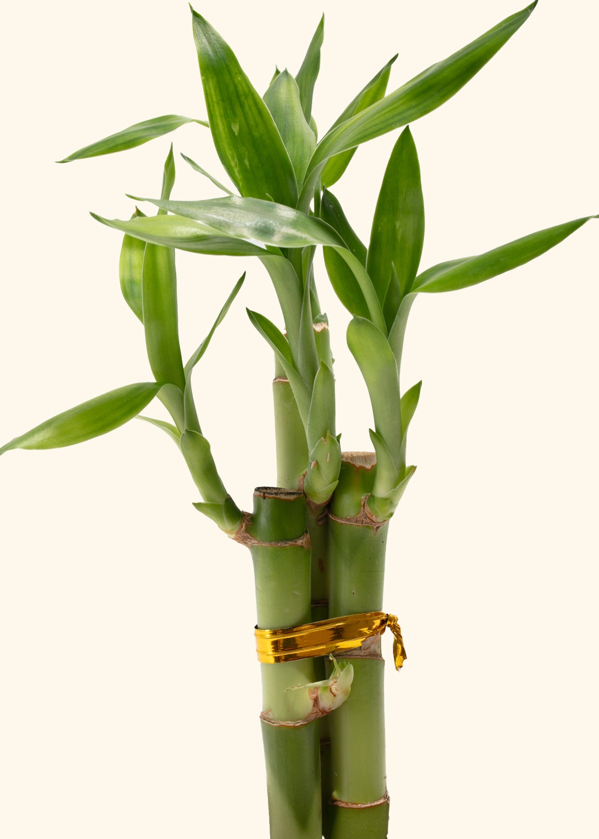 Lucky Bamboo