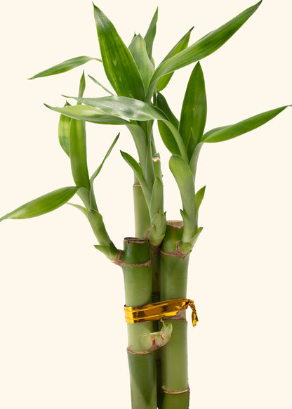 Lucky Bamboo