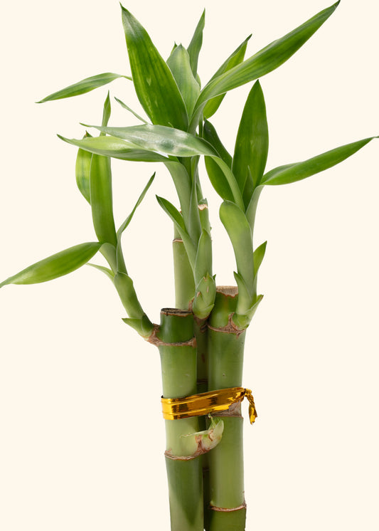 Lucky Bamboo
