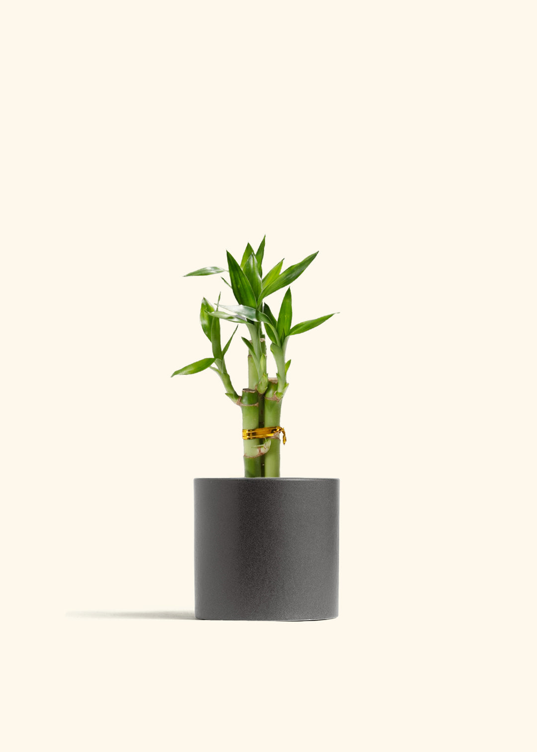 Lucky Bamboo