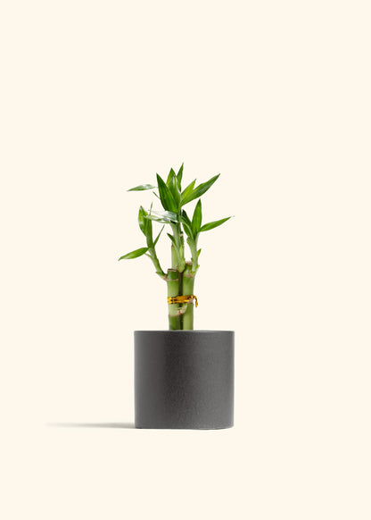 Lucky Bamboo