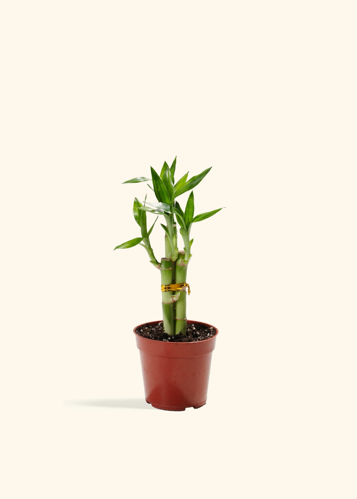 Lucky Bamboo
