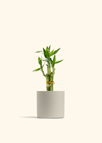 Lucky Bamboo