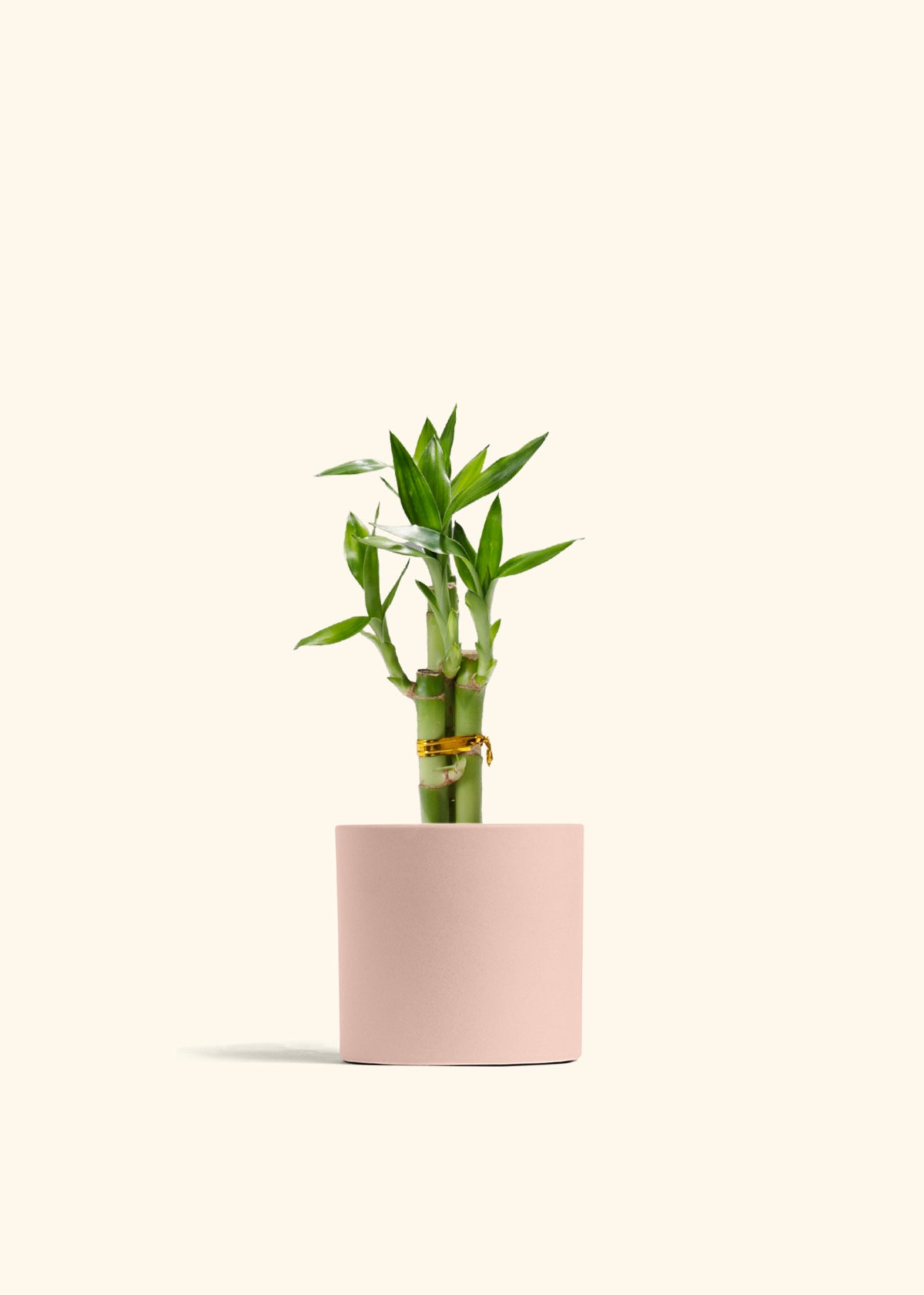 Lucky Bamboo