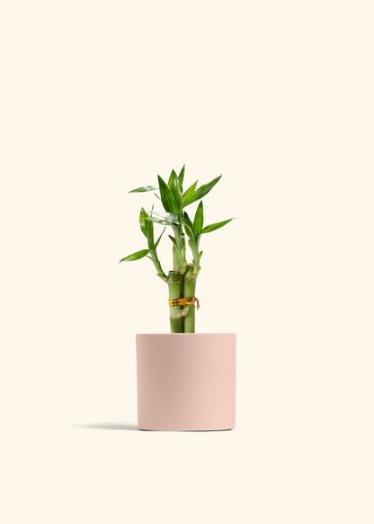 Lucky Bamboo