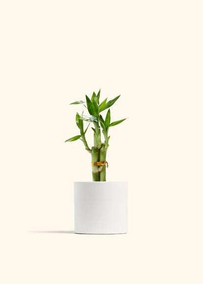 Lucky Bamboo
