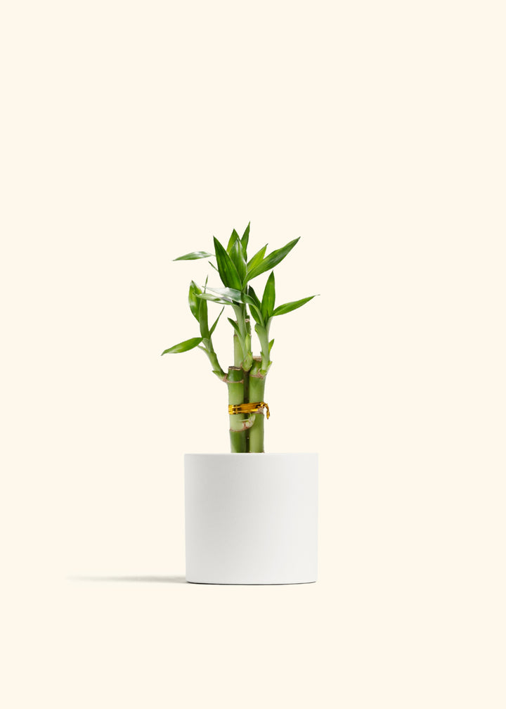 Lucky Bamboo